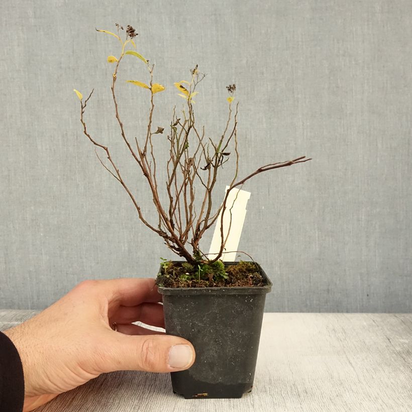 Esemplare di Spirea japonica Albiflora - Spirea del Giappone Vasetto da 8/9 cm come consegnato in autunno