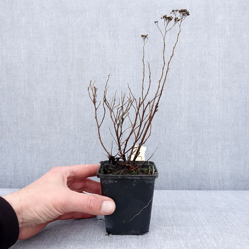 Spirea japonica Albiflora - Spirea del Giappone Vasetto da 8/9 cm esemplare consegnato in inverno