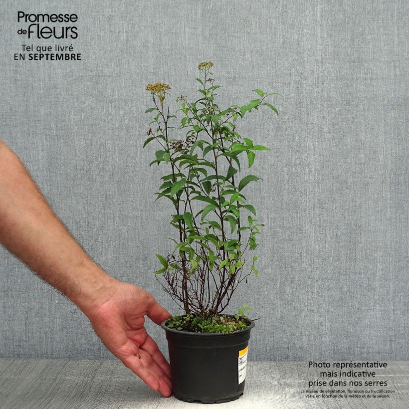 Esemplare di Spirea japonica Anthony Waterer - Spirea del Giappone Vaso da 1L/1,5L come consegnato in autunno