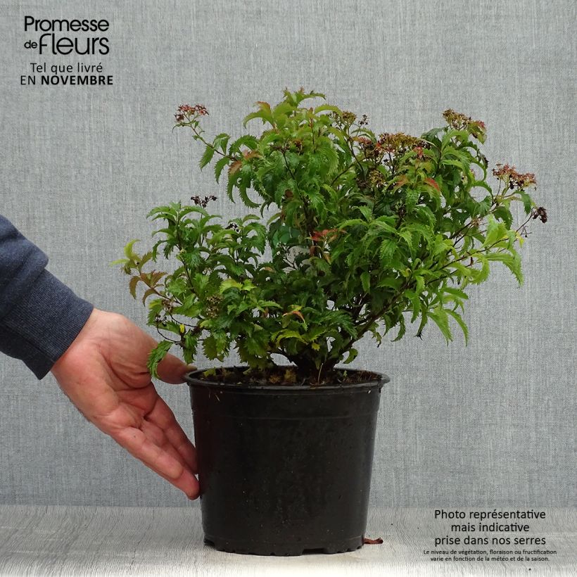 Esemplare di Spirea japonica Crispa - Spirea del Giappone Vaso da 2L/3L come consegnato in autunno