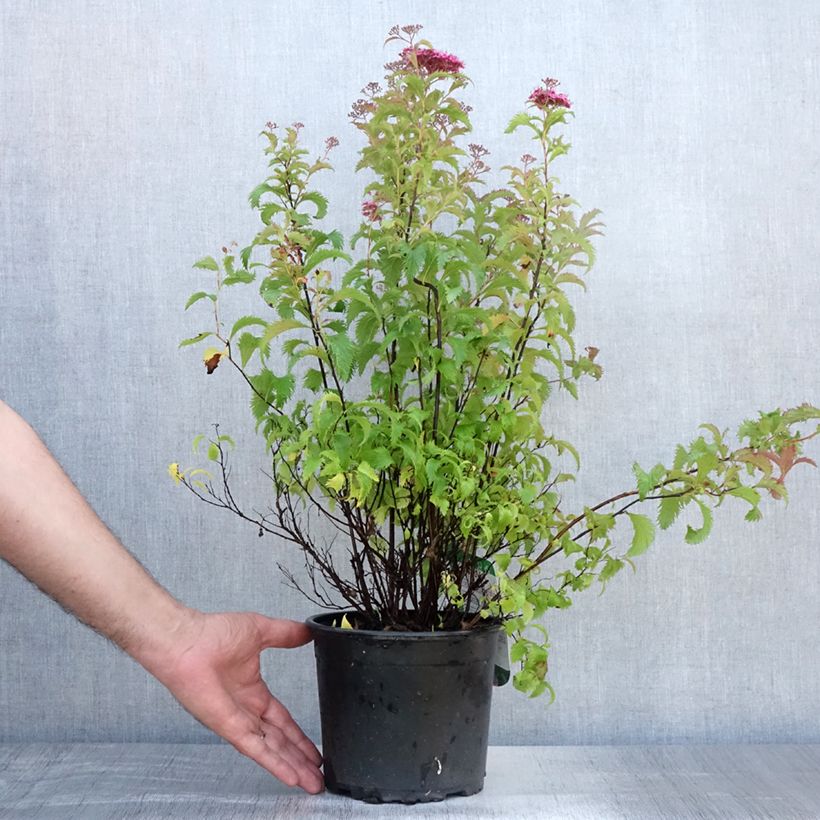Esemplare di Spirea japonica Crispa - Spirea del Giappone Vaso da 1,5L/2L consegnato in estate