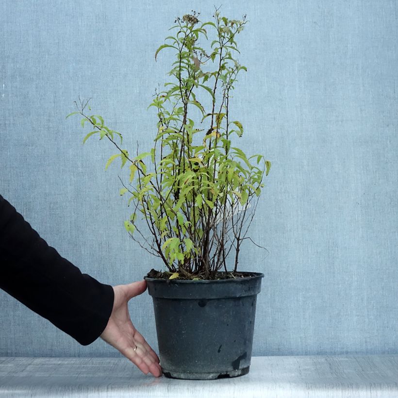 Esemplare di Spirea japonica Crispa - Spirea del Giappone Vaso da 3L/4L come consegnato in autunno
