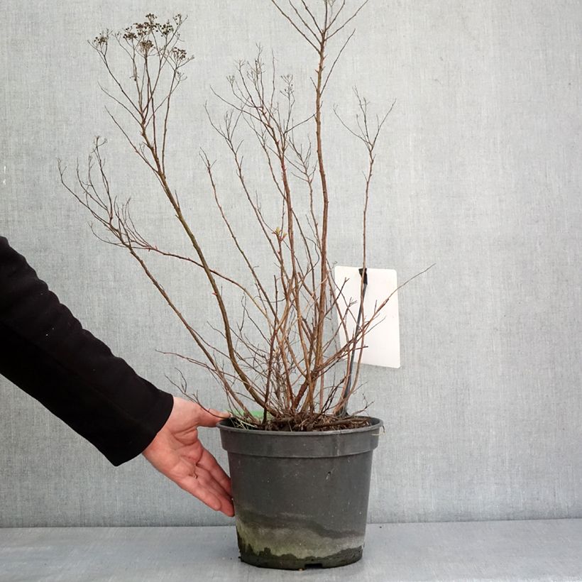 Spirea japonica Crispa - Spirea del Giappone Vaso da 3L/4L esemplare consegnato in inverno