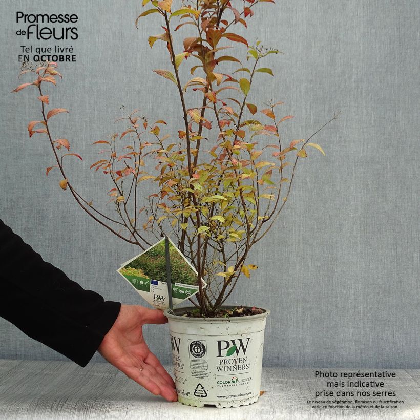 Esemplare di Spirea japonica Double Play Artist - Spirea del Giappone Vaso da 2L/3L come consegnato in autunno