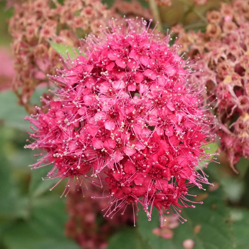 Spiraea japonica Double Play Doozie - Spirea del Giappone (Fioritura)