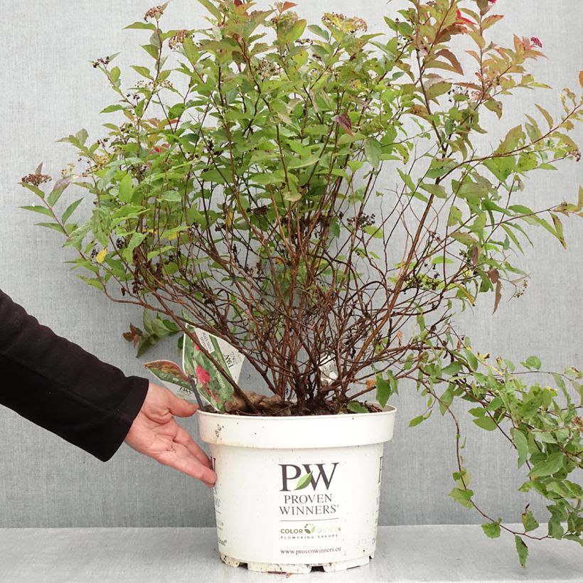 Esemplare di Spiraea japonica Double Play Doozie - Spirea del Giappone Vaso da 7,5L/10L come consegnato in autunno