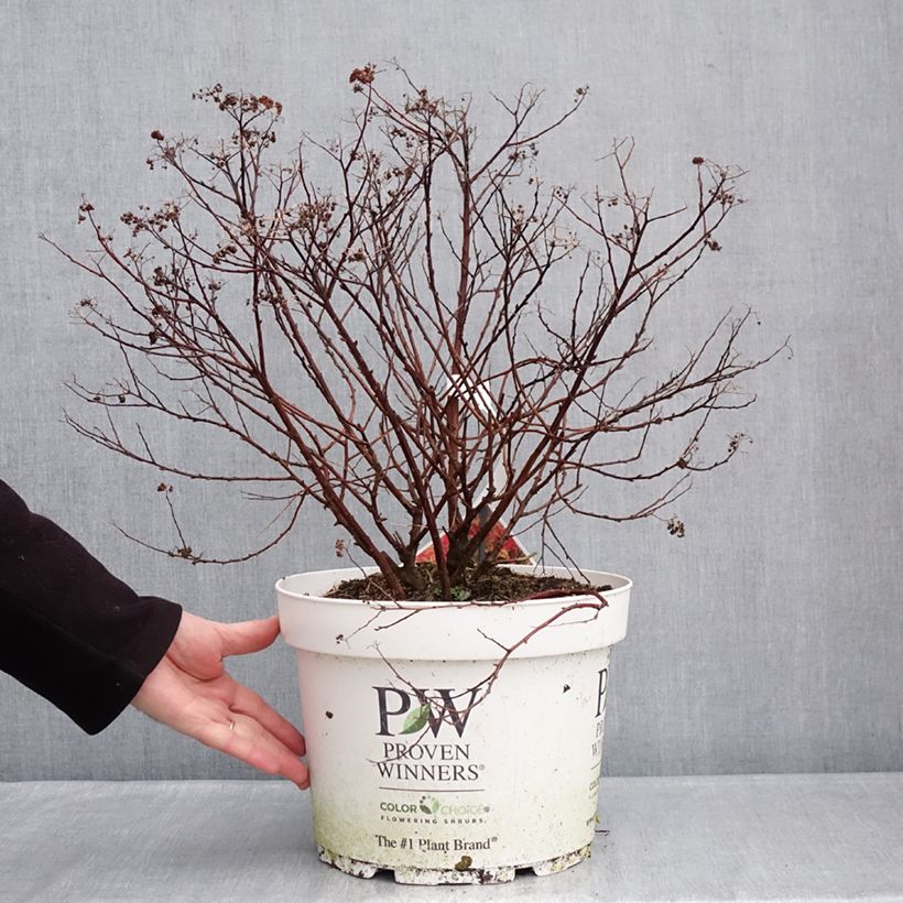 Spiraea japonica Double Play Doozie - Spirea del Giappone Vaso da 7,5L/10L esemplare consegnato in inverno