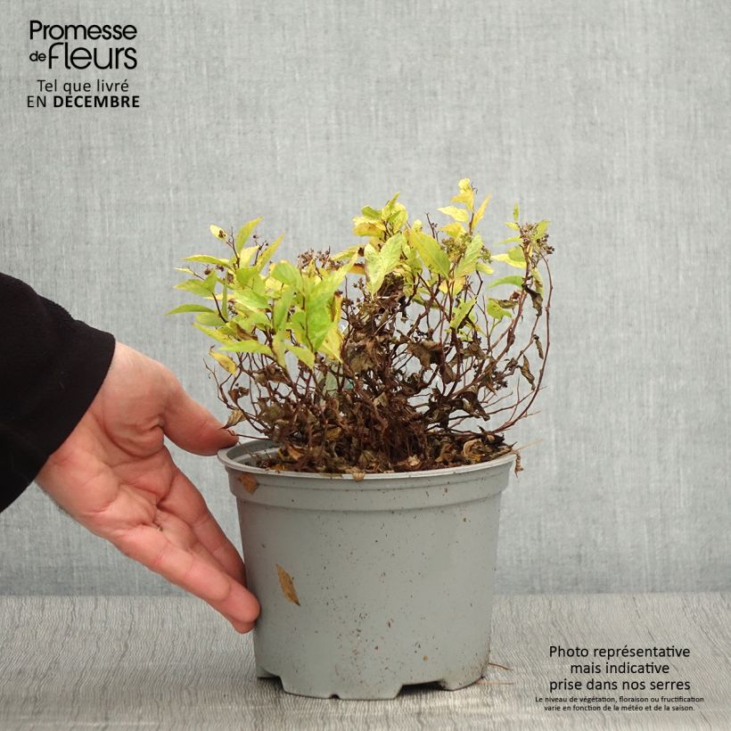 Esemplare di Spirea japonica Double Play Gold - Spirea del Giappone Vaso da 2L/3L come consegnato in autunno