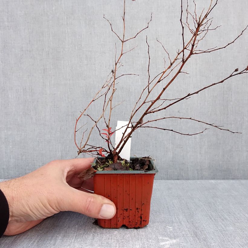 Esemplare di Spirea japonica Firelight - Spirea del Giappone Vasetto da 8/9 cm come consegnato in autunno
