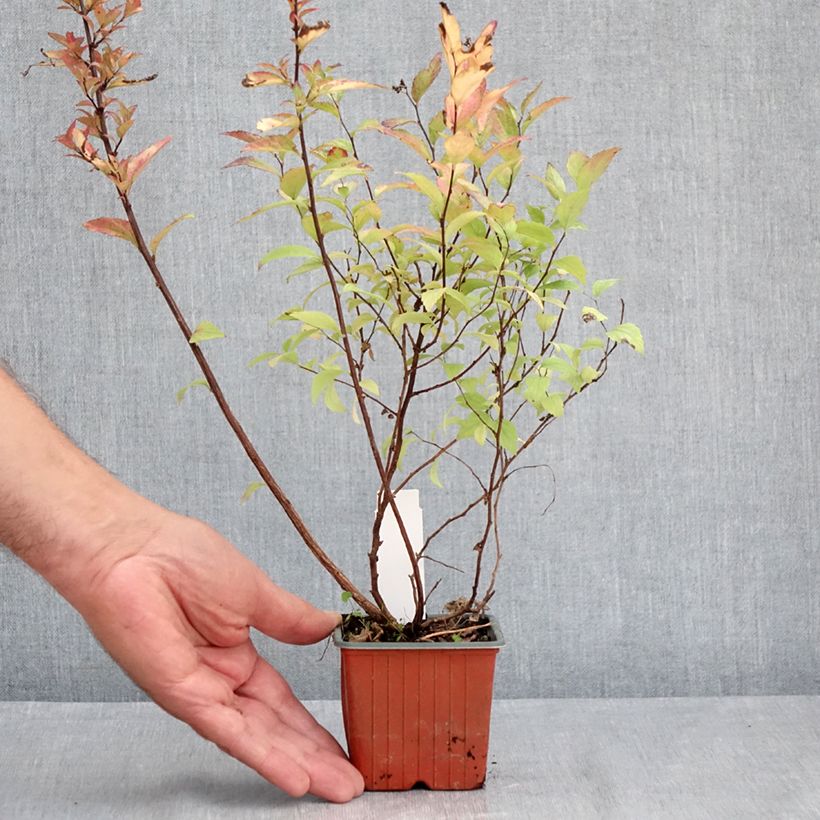 Esemplare di Spirea japonica Firelight - Spirea del Giappone Vasetto da 8/9 cm consegnato in estate