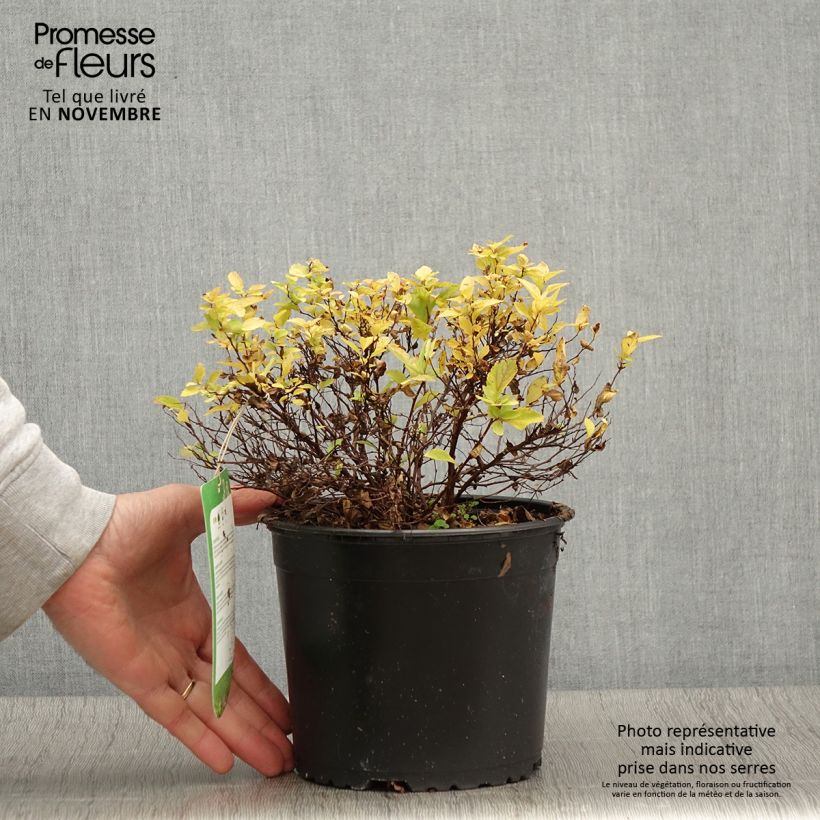 Esemplare di Spirea japonica Golden Princess - Spirea del Giappone Vaso da 2L/3L come consegnato in autunno