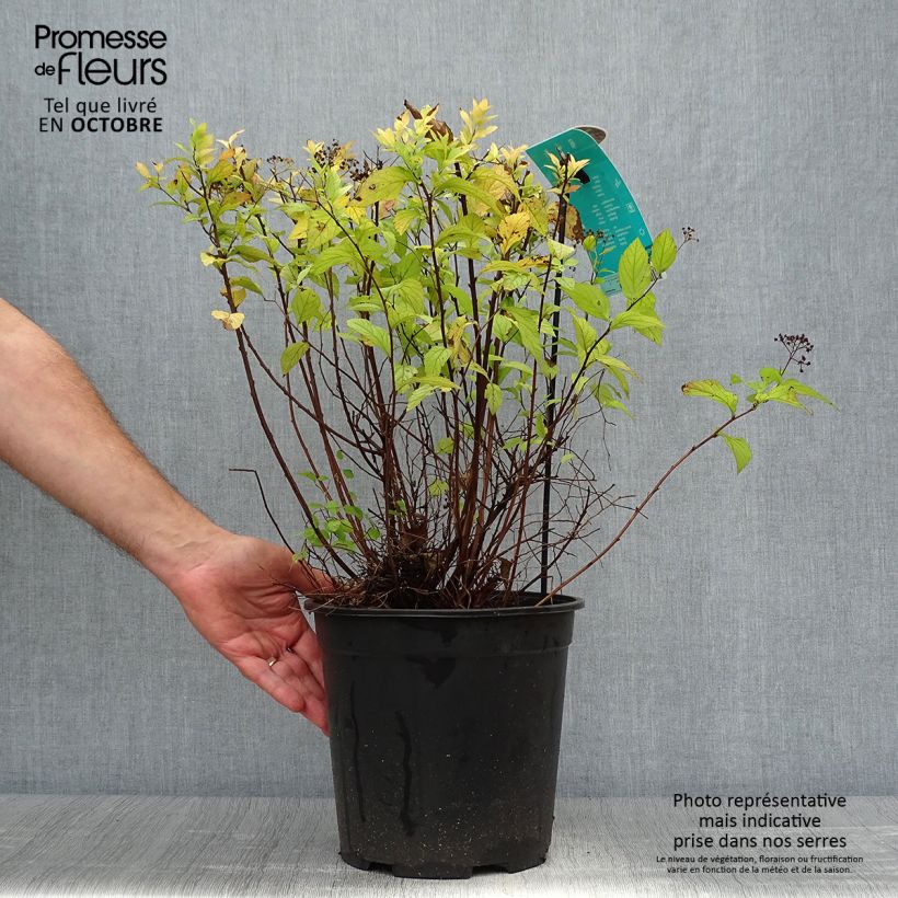Esemplare di Spirea japonica Goldflame - Spirea del Giappone Vaso da 7,5L/10L come consegnato in autunno