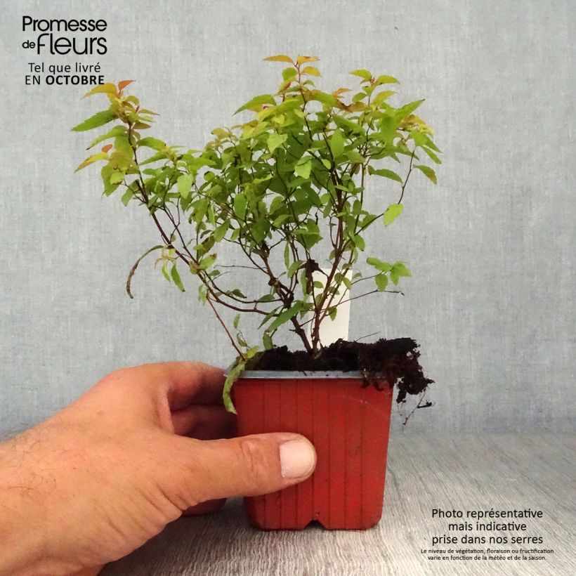 Esemplare di Spirea japonica Goldflame - Spirea del Giappone Vasetto da 8/9 cm come consegnato in autunno