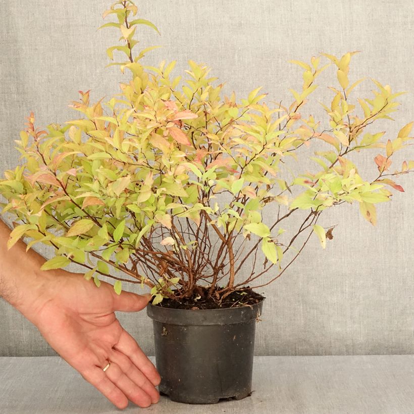 Esemplare di Spirea japonica Goldflame - Spirea del Giappone Vaso da 1L/1,5L consegnato in estate