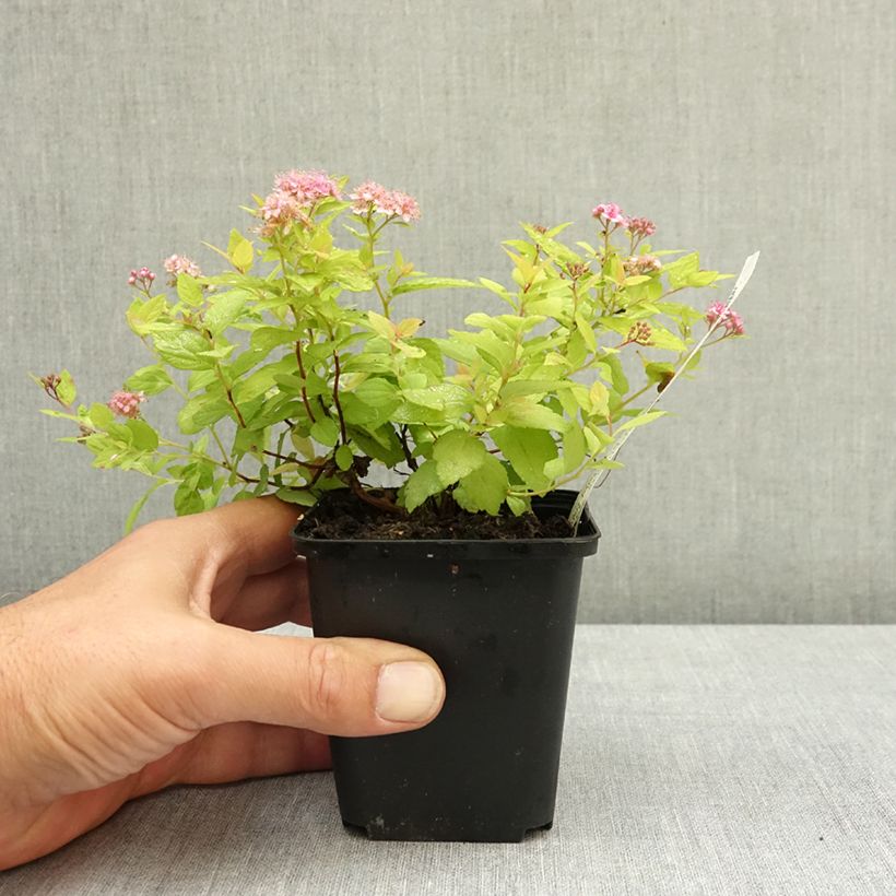 Esemplare di Spirea japonica Goldmound - Spirea del Giappone Vasetto da 8/9 cm consegnato in estate
