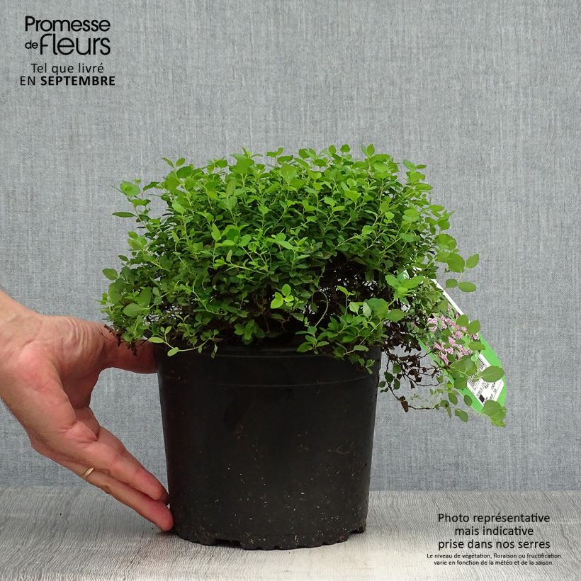Esemplare di Spirea japonica Little Princess - Spirea del Giappone Vaso da 2L/3L come consegnato in autunno