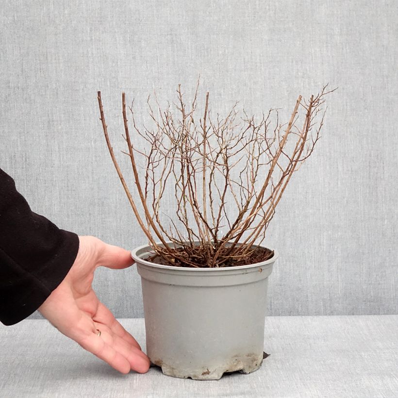 Spirea japonica Merlo Gold - Spirea del Giappone Vaso da 2L/3L esemplare consegnato in inverno
