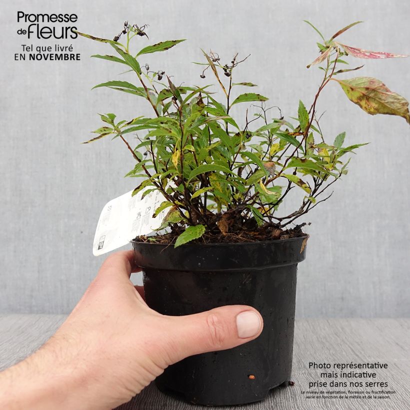 Esemplare di Spirea japonica Shirobana Genpei - Spirea del Giappone Vaso da 1L/1,5L come consegnato in autunno