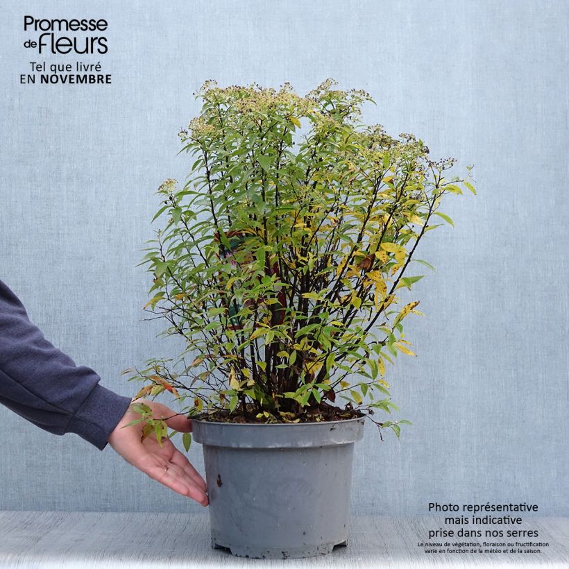 Esemplare di Spirea japonica Shirobana Genpei - Spirea del Giappone Vaso da 7,5L/10L come consegnato in autunno