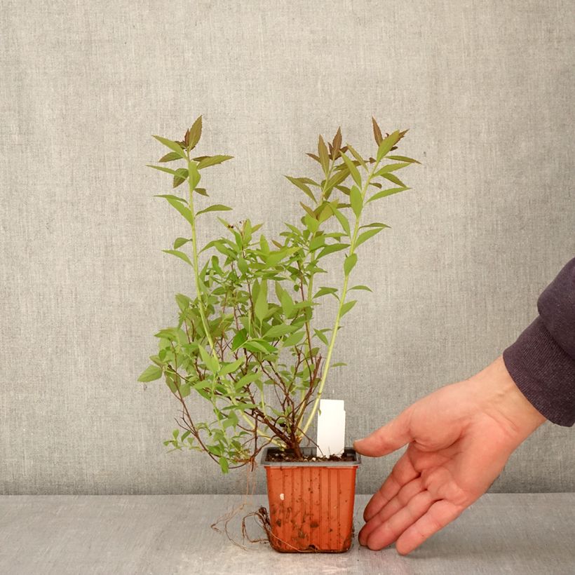 Spirea japonica Shirobana Genpei - Spirea del Giappone Vasetto da 8/9 cm esemplare consegnato in primavera