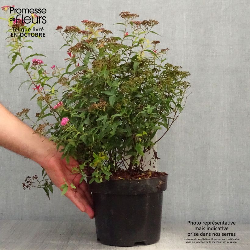 Esemplare di Spirea japonica Darts Red - Spirea del Giappone Vaso da 3L/4L come consegnato in autunno