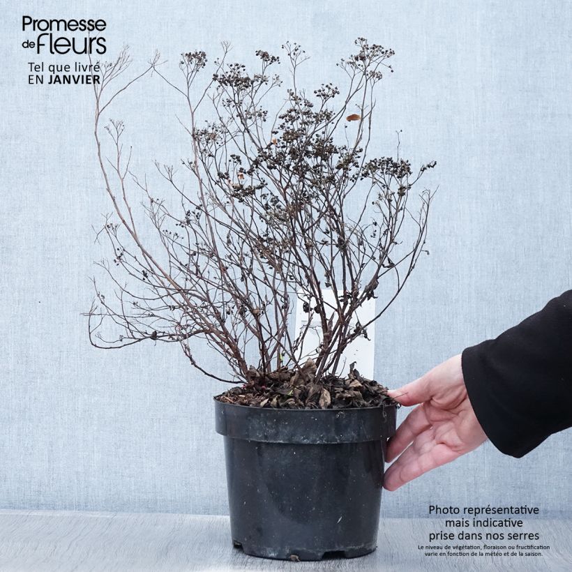 Spirea japonica Darts Red - Spirea del Giappone Vaso da 3L/4L esemplare consegnato in inverno