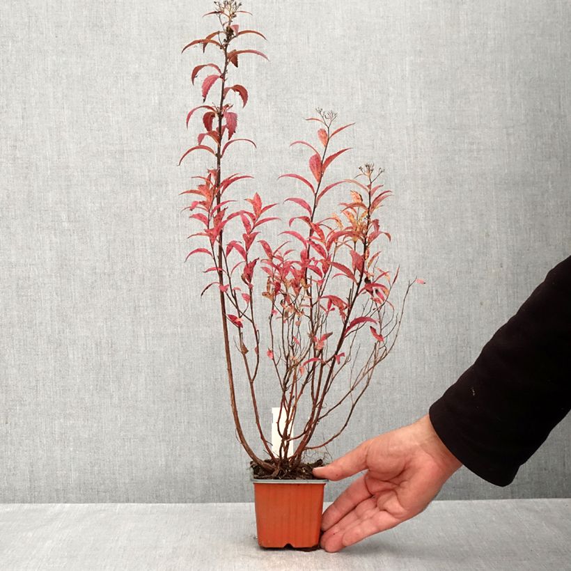Esemplare di Spirea japonica Darts Red - Spirea del Giappone Vasetto da 8/9 cm come consegnato in autunno
