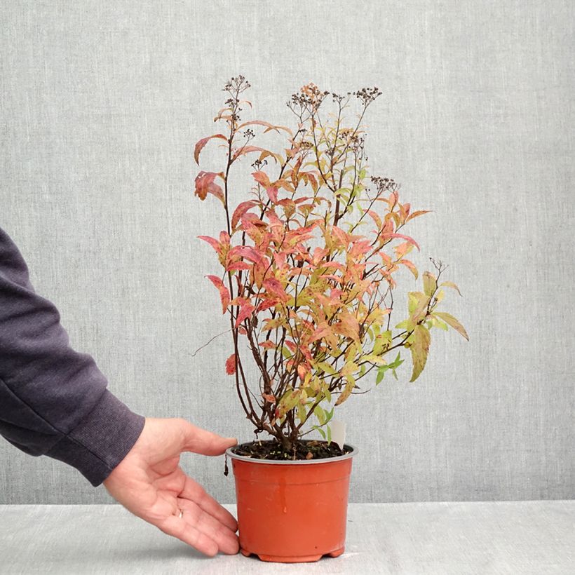Esemplare di Spirea japonica Darts Red - Spirea del Giappone Vaso da 1L/1,5L come consegnato in autunno