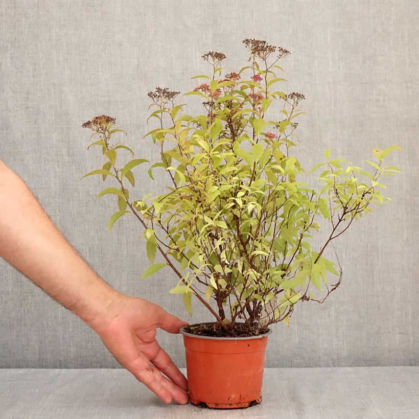 Esemplare di Spirea japonica Darts Red - Spirea del Giappone Vaso da 1L/1,5L consegnato in estate
