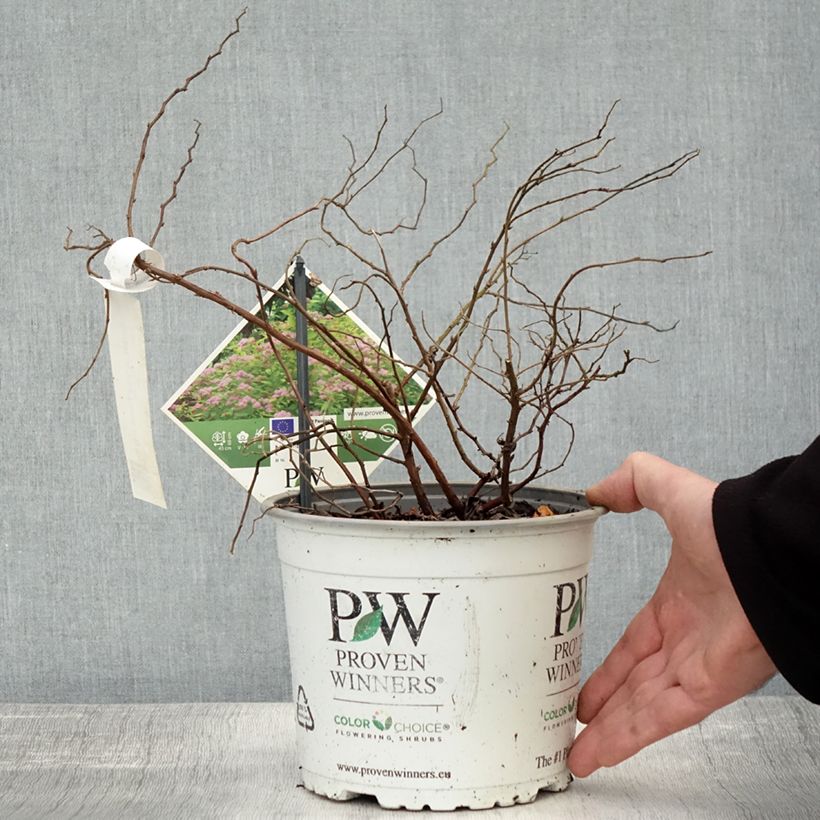 Esemplare di Spirée japonaise - Spiraea japonica Double Play Big Bang Pot de 2L/3L come consegnato in autunno