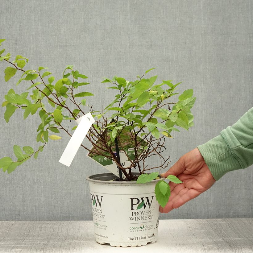Esemplare di Spirea japonica Double Play Big Bang Tracy - Spirea del Giappone Vaso da 2L/3L consegnato in estate