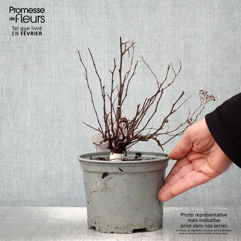 Spirea japonica Neon Flash - Spirea del Giappone Vaso da 2L/3L esemplare consegnato in inverno