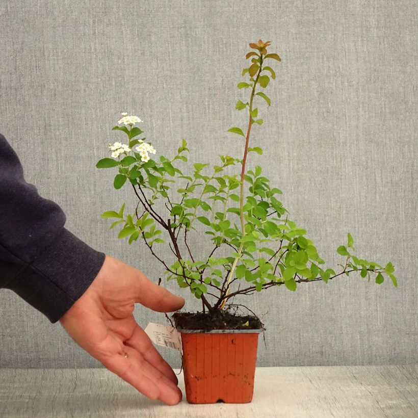 Spirea nipponica Halwards Silver Vasetto da 8/9 cm esemplare consegnato in primavera
