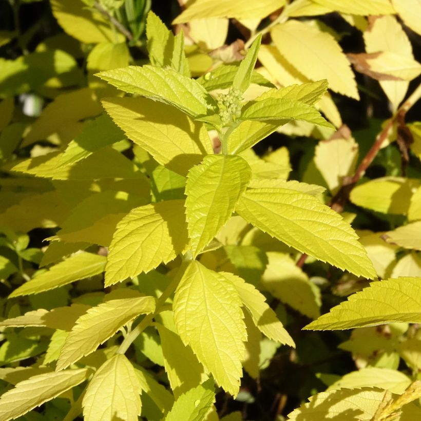 Spirea japonica White Gold - Spirea del Giappone (Fogliame)