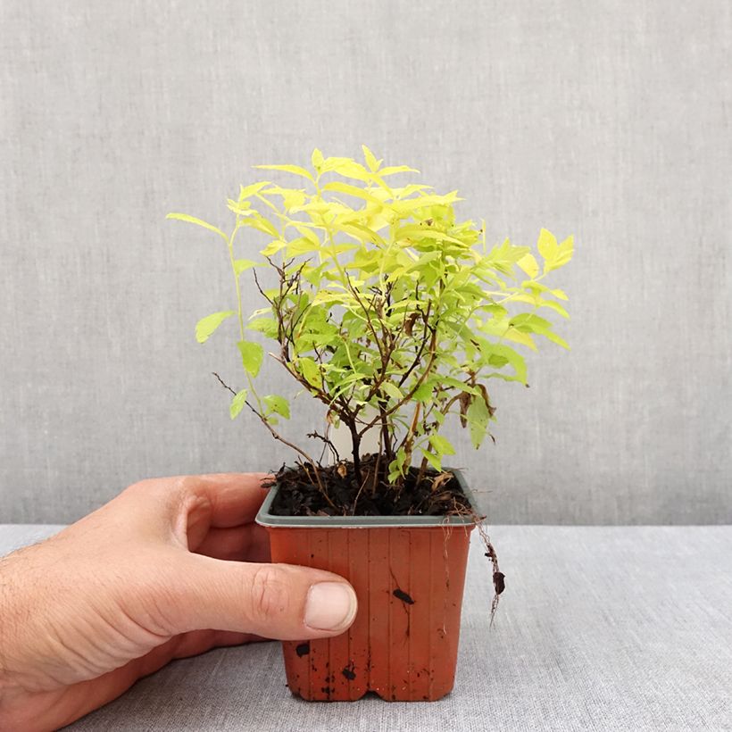Spirea japonica White Gold - Spirea del Giappone Vasetto da 8/9 cm esemplare consegnato in primavera
