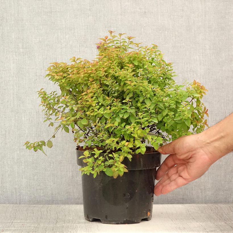 Esemplare di Spirea japonica Zen'Spirit Caramel - Spirea del Giappone Vaso da 3L/4L consegnato in estate