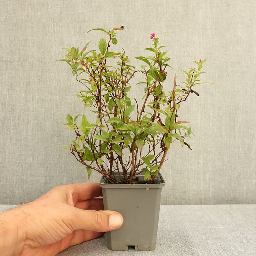 Esemplare di Spirea japonica Anthony Waterer - Spirea del Giappone Vasetto da 8/9 cm consegnato in estate