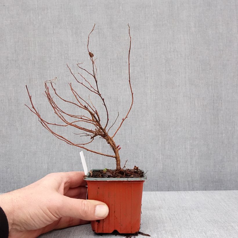 Spirea japonica Anthony Waterer - Spirea del Giappone Vasetto da 8/9 cm esemplare consegnato in inverno