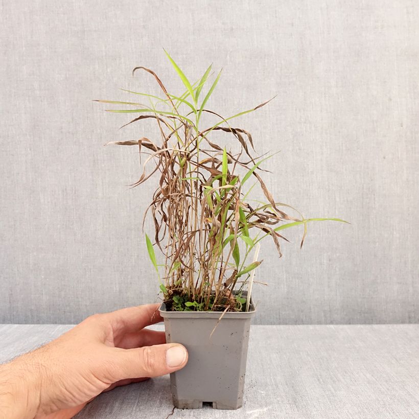 Esemplare di Spodiopogon sibiricus Vasetto da 8/9 cm come consegnato in autunno