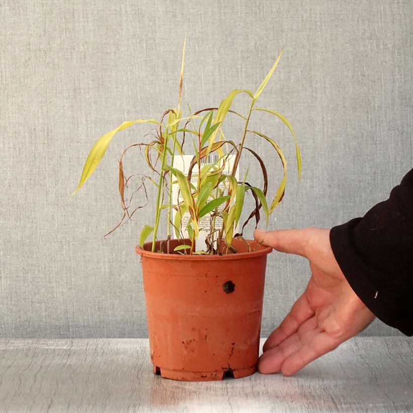 Esemplare di Spodiopogon sibiricus West Lake Vaso da 1L/1,5L come consegnato in autunno