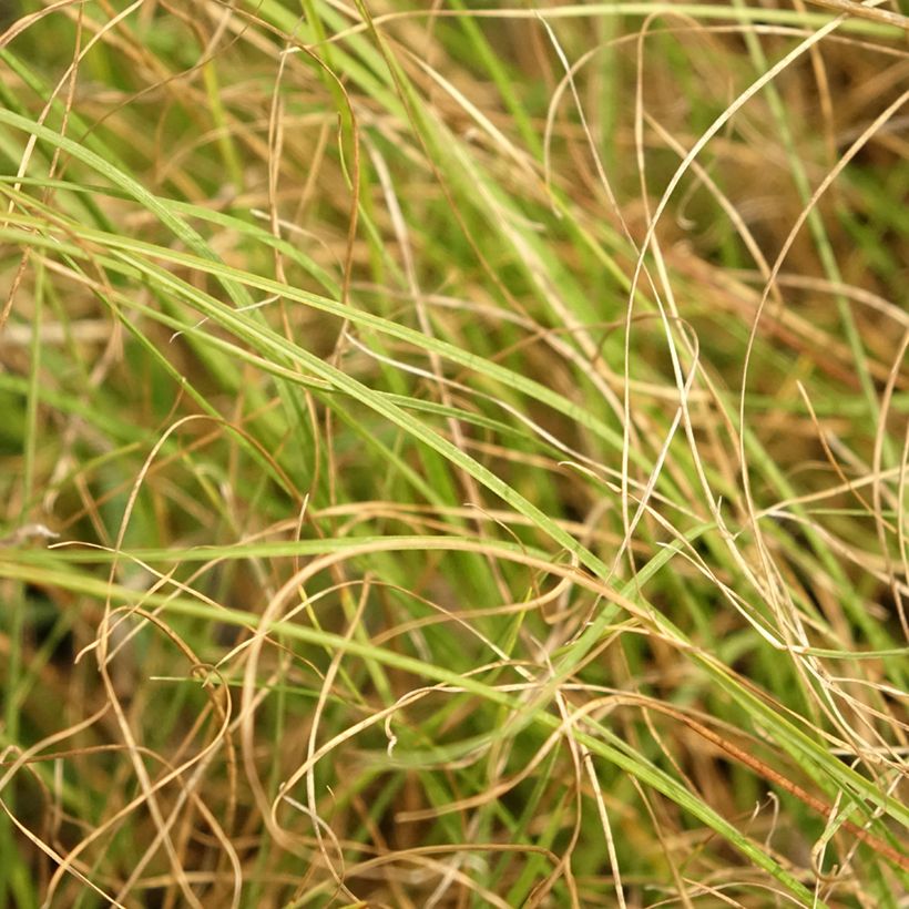 Sporobolus heterolepis Cloud (Fogliame)