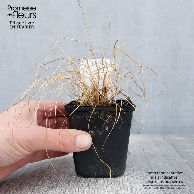 Sporobolus heterolepis Cloud Vasetto da 8/9 cm esemplare consegnato in inverno