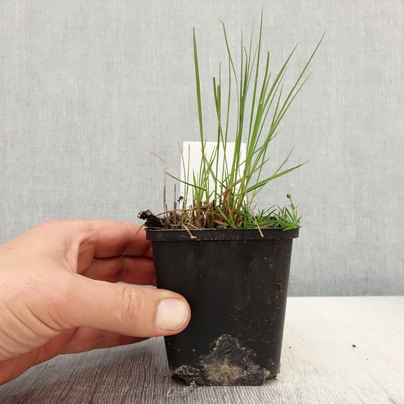 Sporobolus heterolepis Cloud Vasetto da 8/9 cm esemplare consegnato in primavera