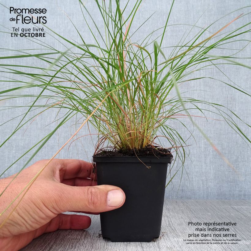 Esemplare di Sporobolus heterolepis Vasetto da 8/9 cm come consegnato in autunno