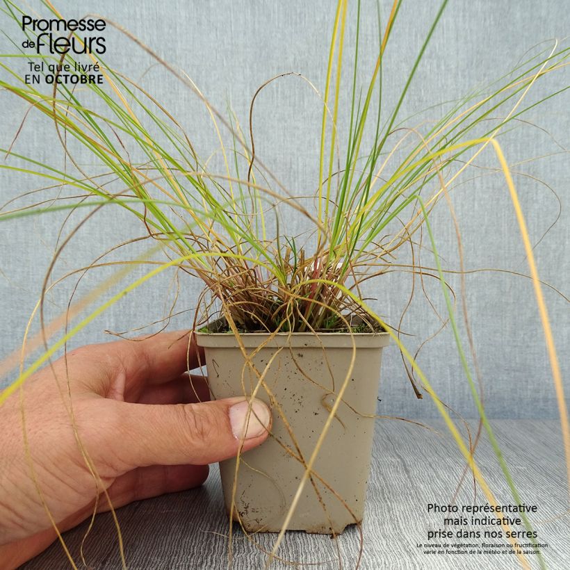 Esemplare di Sporobolus heterolepis Wisconsin Strain Vasetto da 8/9 cm come consegnato in autunno