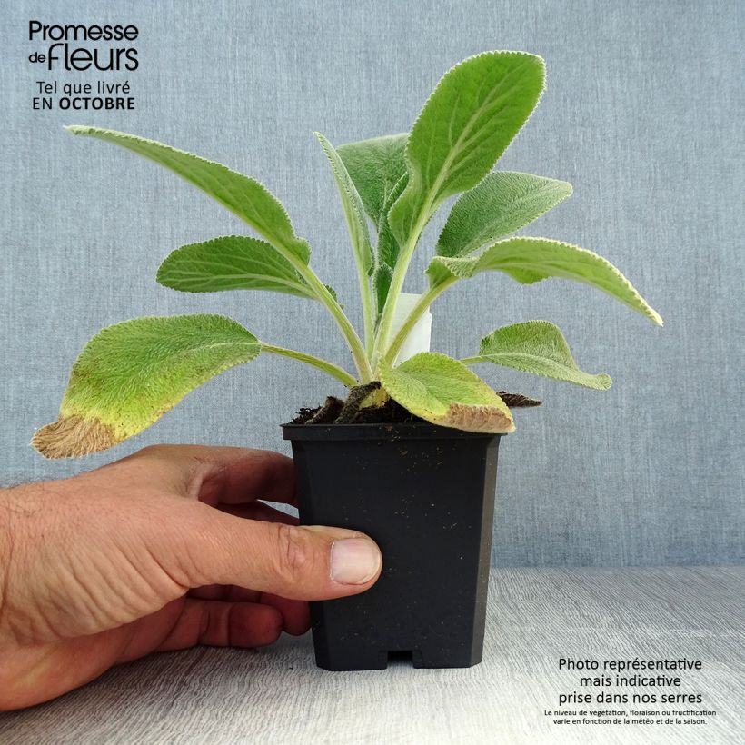 Esemplare di Stachys byzantina Big Ears - Stregona candida Vasetto da 8/9 cm come consegnato in autunno