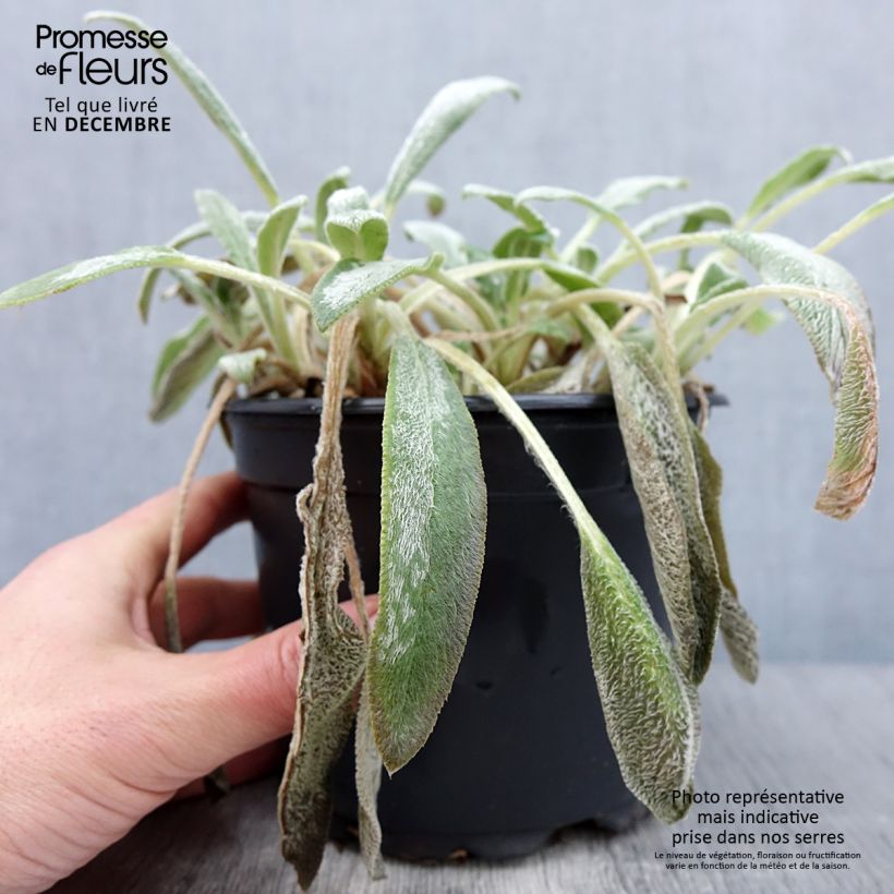 Esemplare di Stachys byzantina - Stregona candida Vaso da 2L/3L come consegnato in autunno