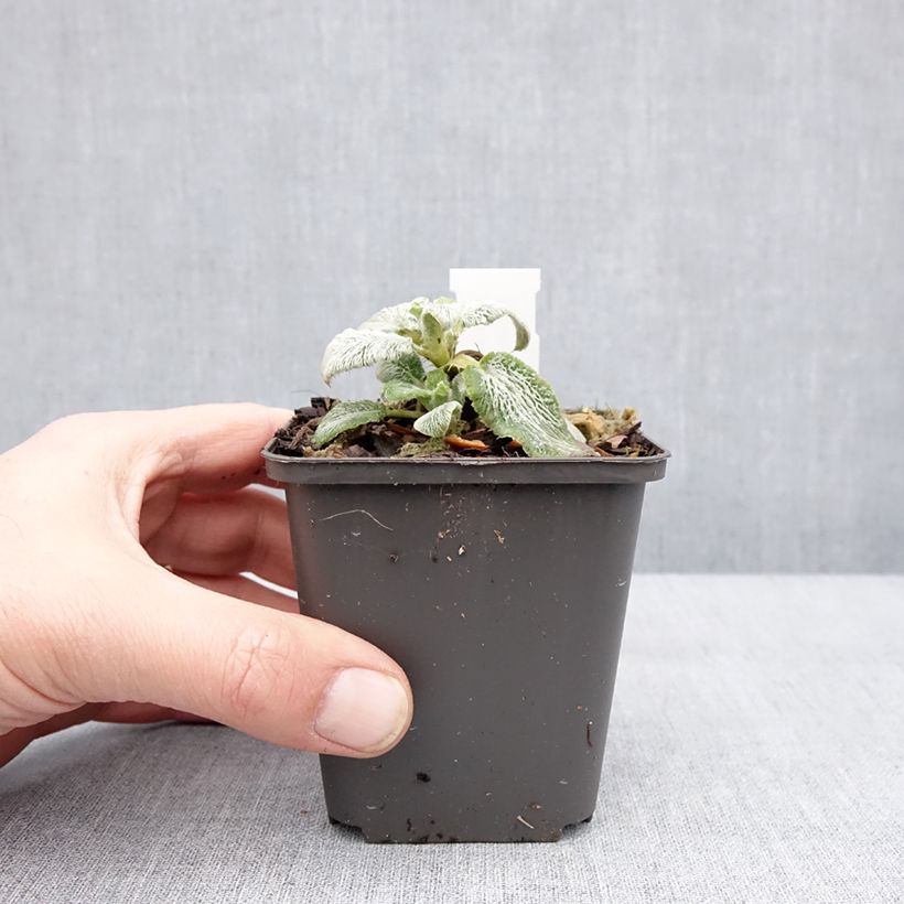 Stachys byzantina Silver Carpet - Stregona candida Vasetto da 8/9 cm esemplare consegnato in inverno