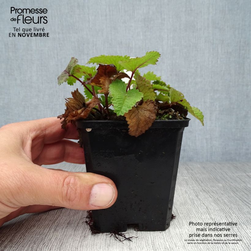 Esemplare di Stachys grandiflora Superba Vasetto da 8/9 cm come consegnato in autunno