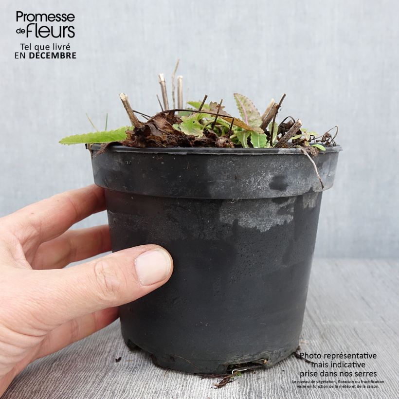 Esemplare di Stachys monieri Hummelo Vaso da 2L/3L come consegnato in autunno